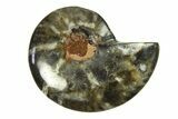 Cut & Polished Ammonite Fossil (Half) - Unusual Black Color #296306-1